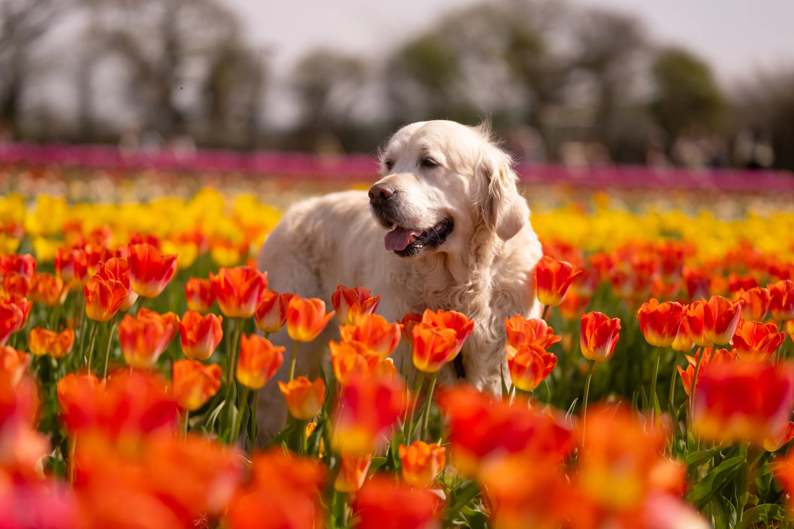 Tulip Fest 2026 - ANYTIME Ticket - Image 7